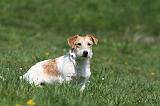 JACK RUSSEL 145